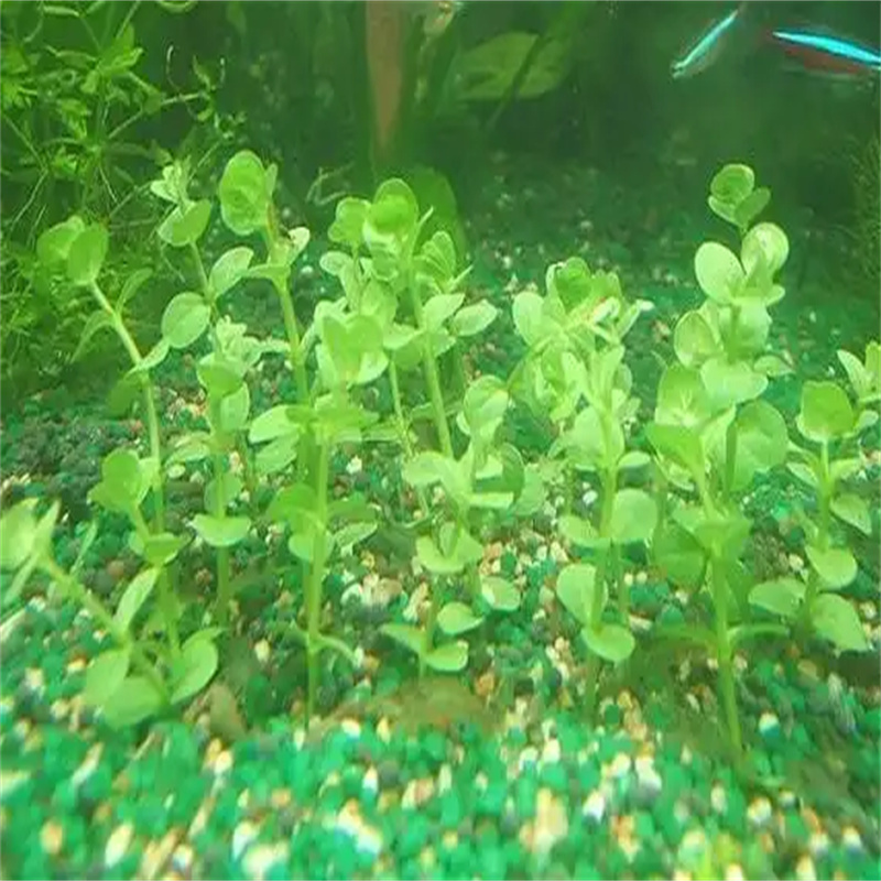 金魚(yú)藻薄利多銷(xiāo)認(rèn)準(zhǔn)大品牌廠家