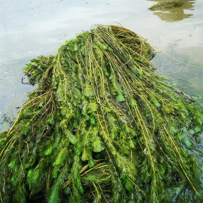 馬來(lái)眼子菜供應(yīng)商 馬來(lái)眼子菜太原古交廠家