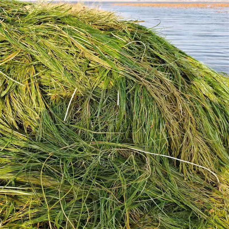 衡水阜城沉水植物-沉水植物到廠參觀