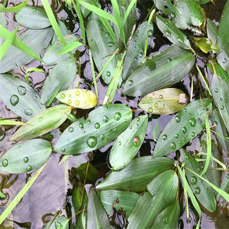 黑河遜克菹草-廠家熱銷