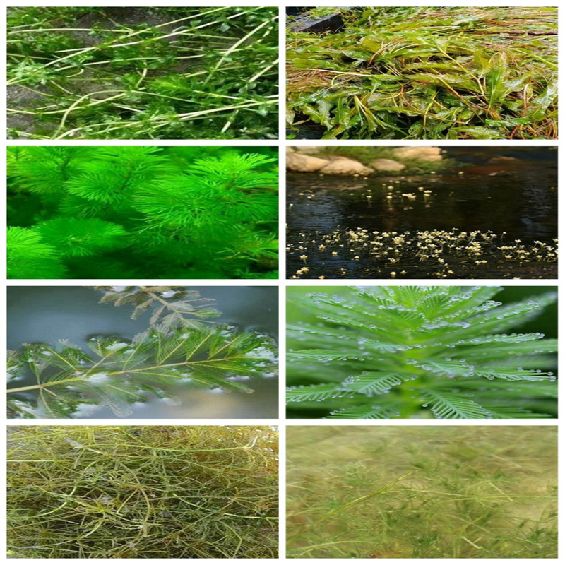 新疆性價(jià)比高的馬來(lái)眼子菜供貨商