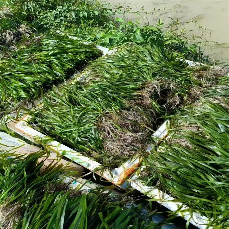 龍須眼子菜實(shí)業(yè)廠家