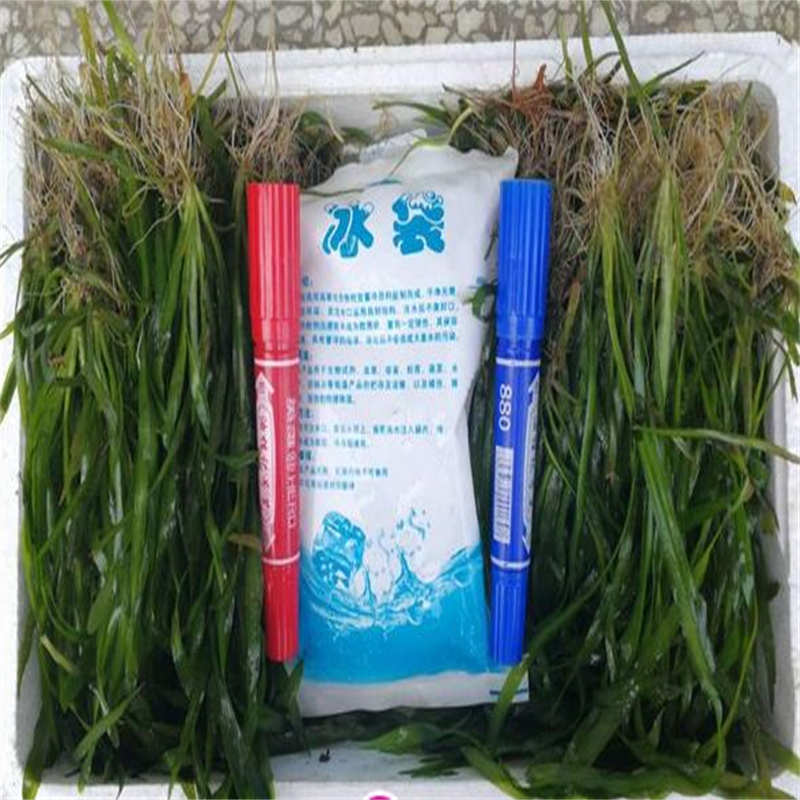 涼山甘洛大茨藻廠家-性價比高