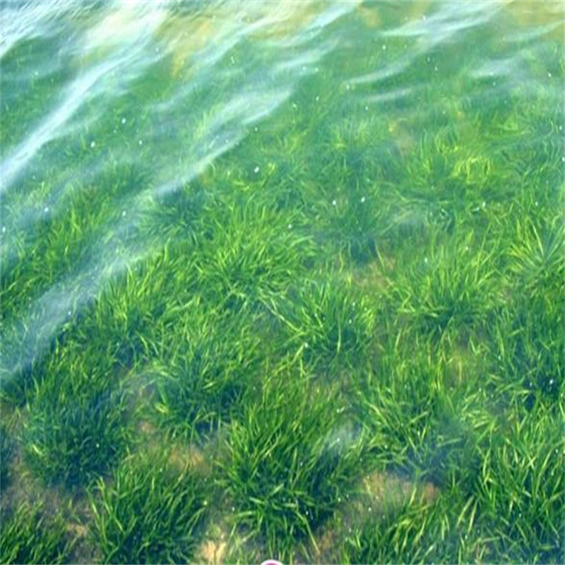 優(yōu)質(zhì)甘南舟曲微齒眼子菜源頭廠家