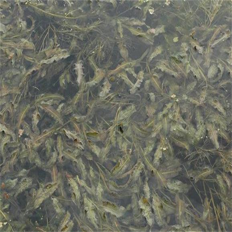 廣安沉水植物、沉水植物廠家-質(zhì)量保證