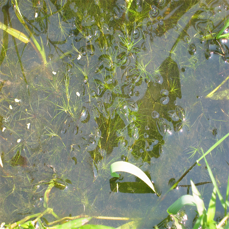 平?jīng)龀缧乓翗?lè)藻價(jià)格|廠家