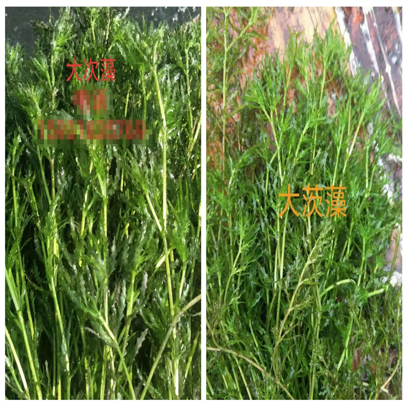 天水秦安龍須眼子菜的用途分析