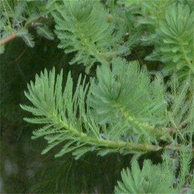 漢中留壩微齒眼子菜-用心做產(chǎn)品