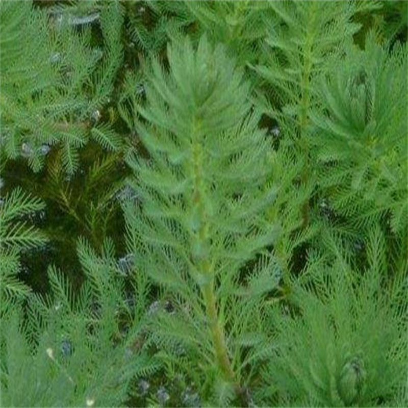 水生植物廠家直銷-老顧客喜愛