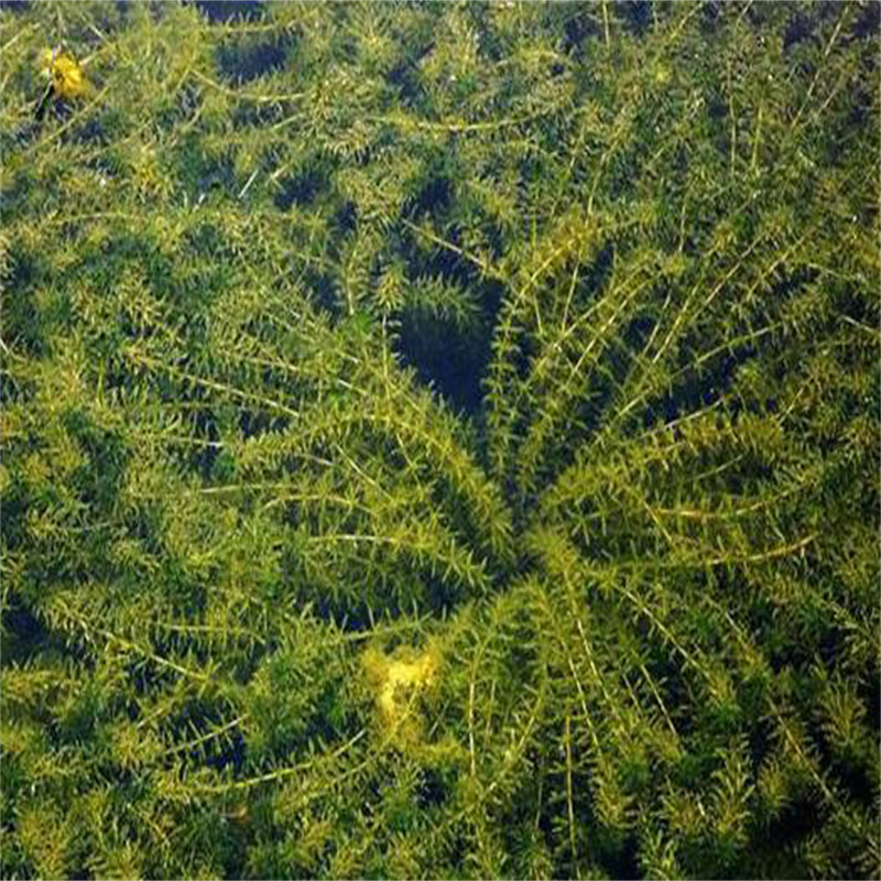 定制矮生耐寒苦草_誠信企業(yè)