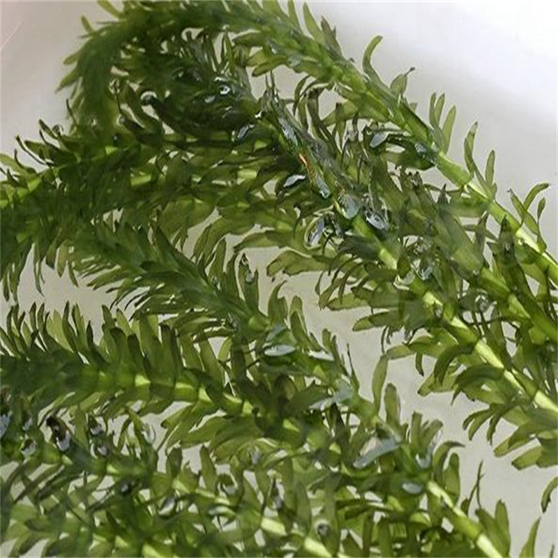 2025當(dāng)天發(fā)貨#佳木斯東風(fēng)穗花狐尾藻#大量庫存