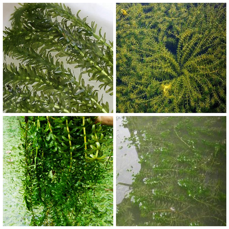 牡丹江愛(ài)民小茨藻-聯(lián)系方式