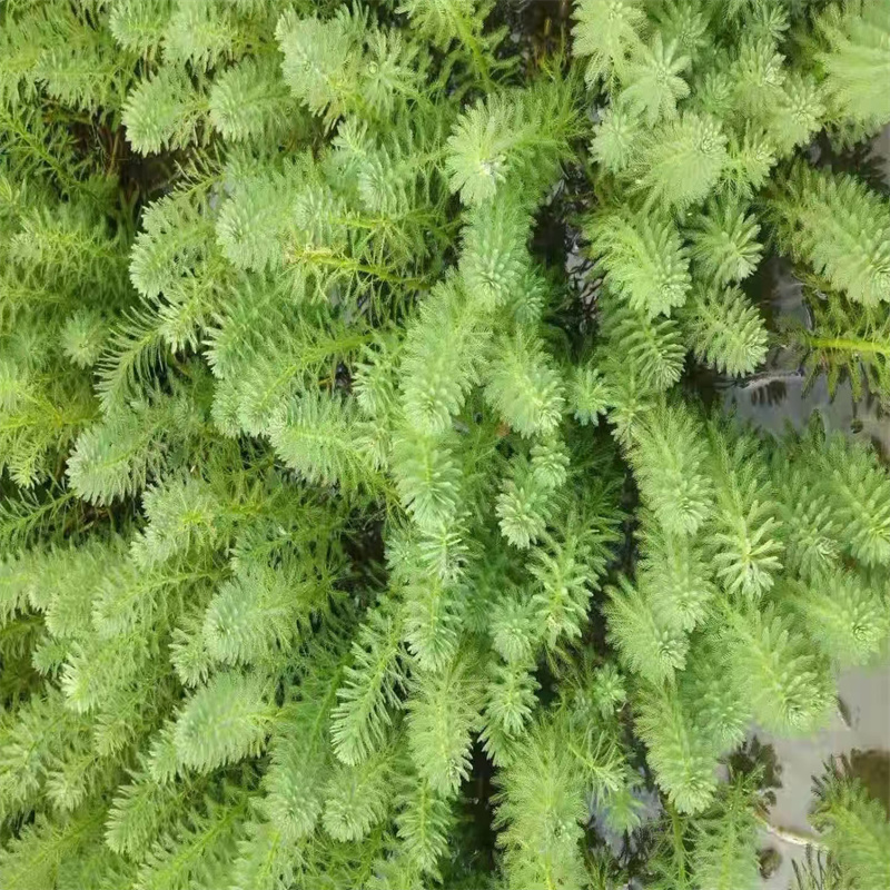 大茨藻實(shí)業(yè)廠家