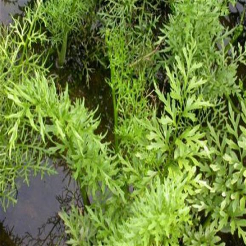 龍須眼子菜出廠報(bào)價(jià)