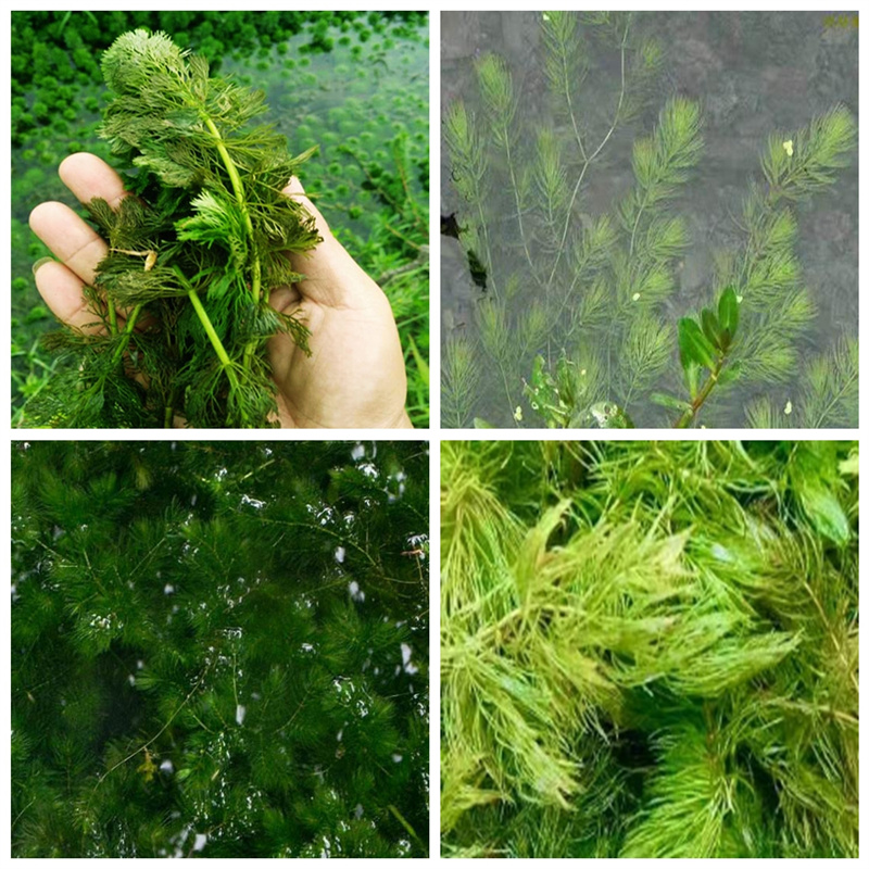 朝陽威齒眼子菜-威齒眼子菜全國直銷