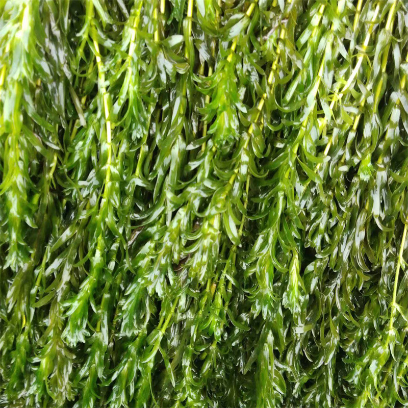 廈門思明小茨藻-小茨藻省錢