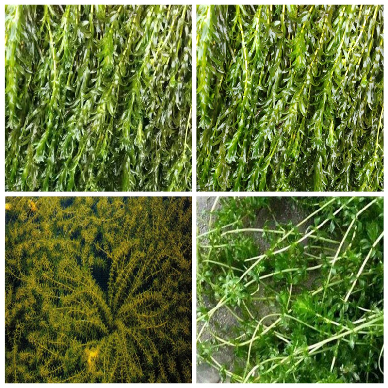 優(yōu)選：天水武山矮生耐寒苦草