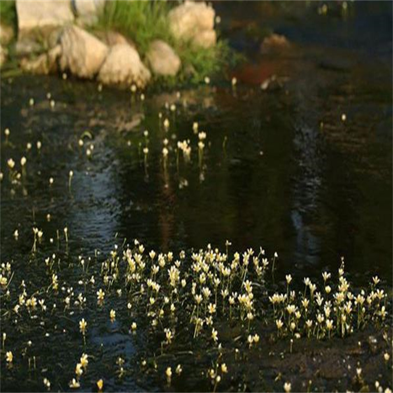 上海靜安輪葉黑藻廠家價(jià)格低