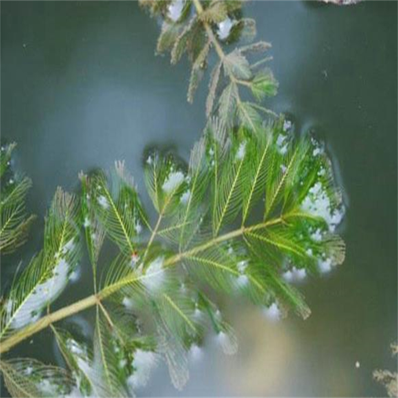 可定制的無錫崇安菹草供應(yīng)商