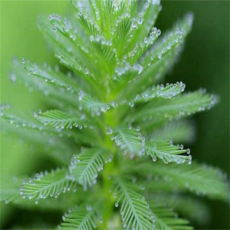 安慶宜秀生產馬來眼子菜的實體廠家