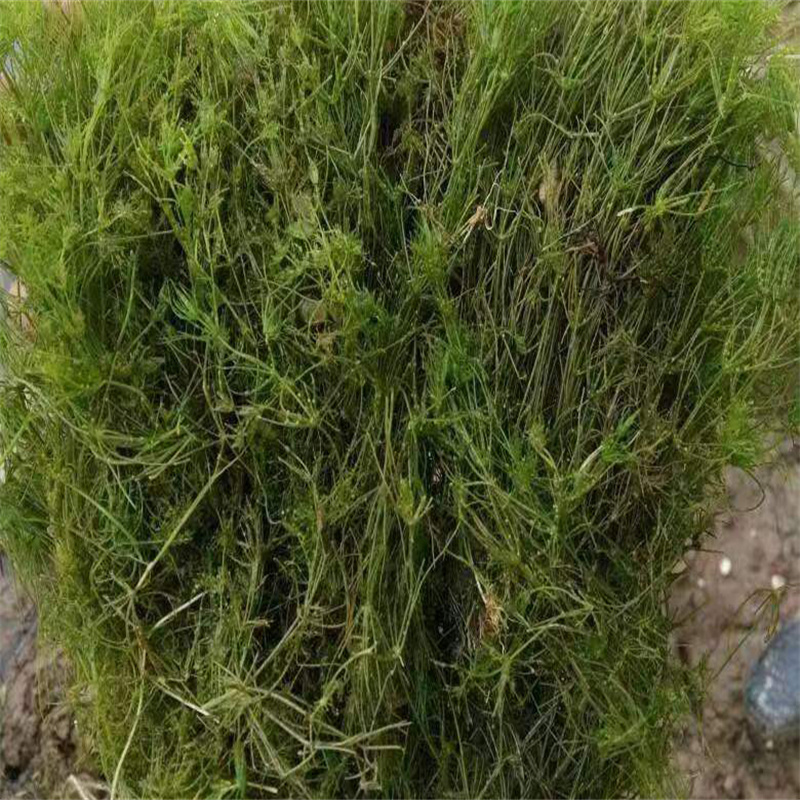 馬鞍山雨山價格合理的水毛茛廠家