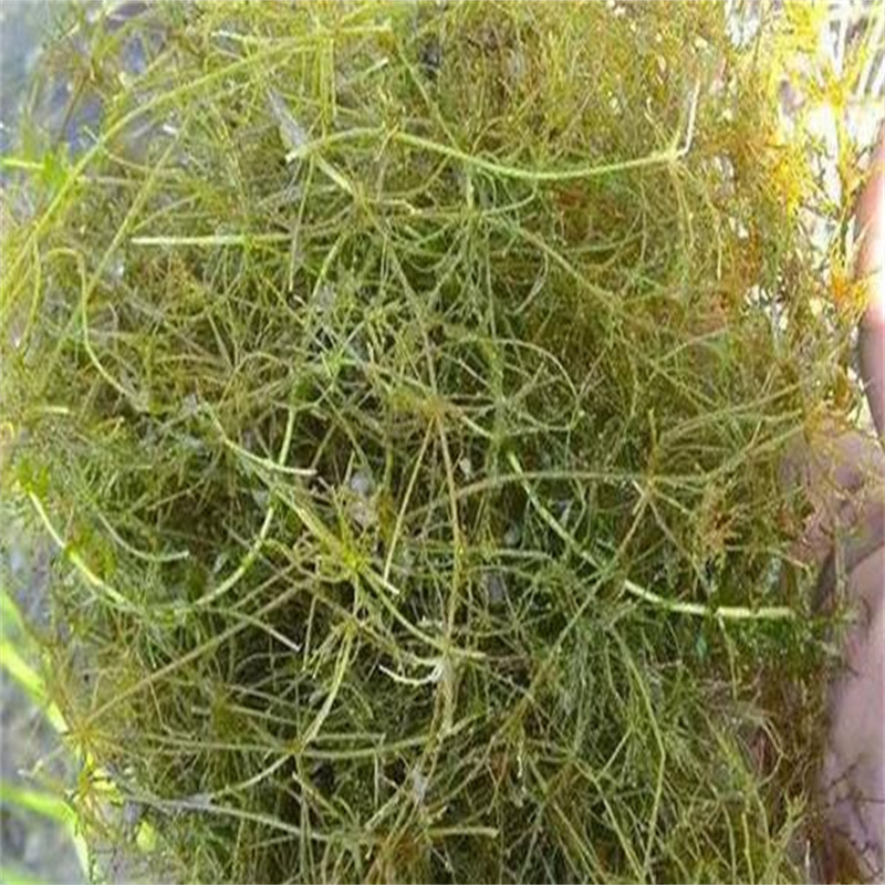 甄選:黑河嫩江小茨藻供應(yīng)商