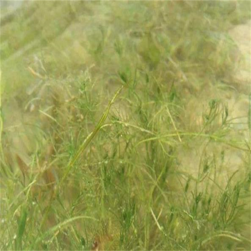 梅州蕉嶺規(guī)格齊全的穗花狐尾藻供貨商