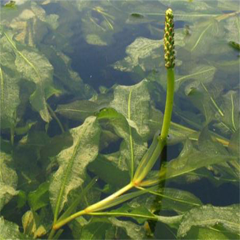 寶雞小茨藻廠家報價