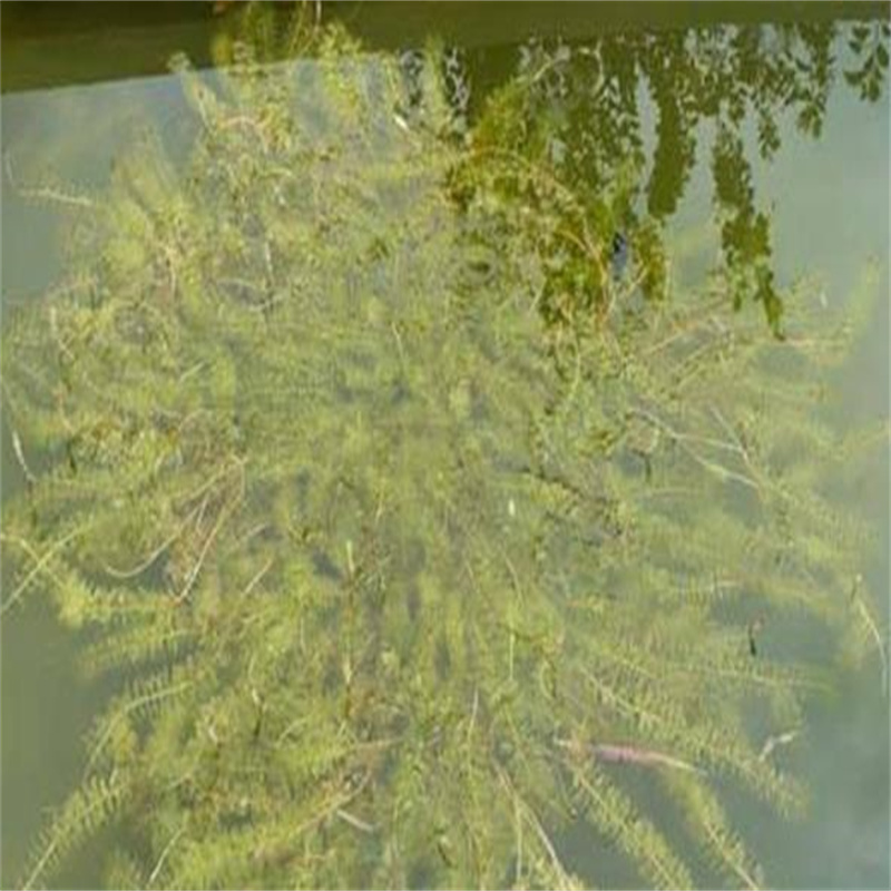 延安洛川大茨藻-大茨藻發(fā)貨快