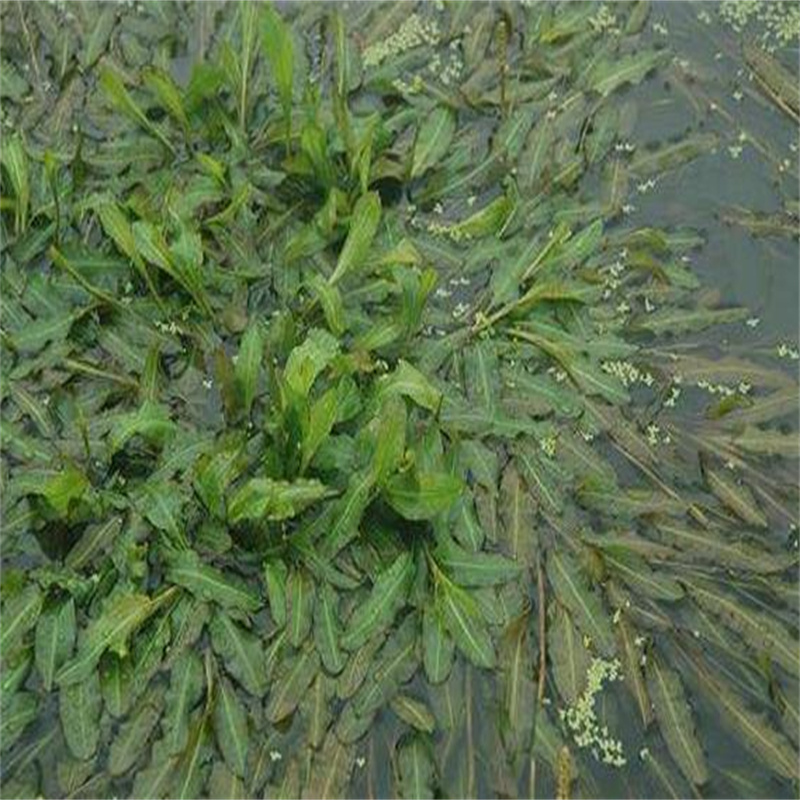 盤錦盤山黑藻-正規(guī)廠家