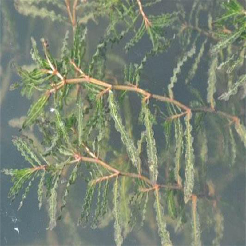 商洛規(guī)格齊全的威齒眼子菜生產(chǎn)廠家