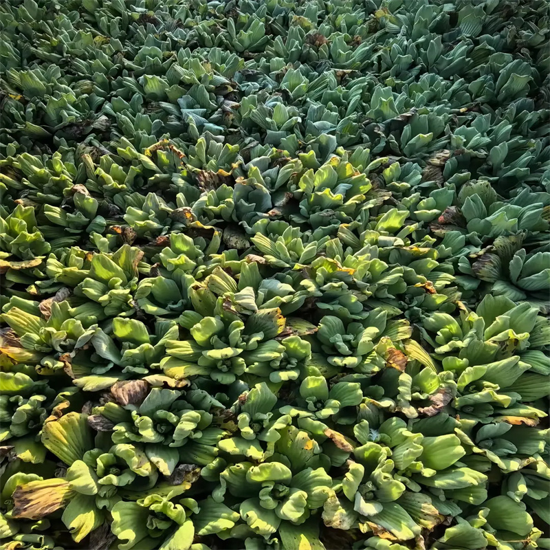 苦草品牌:荷景園林綠化工程有限公司