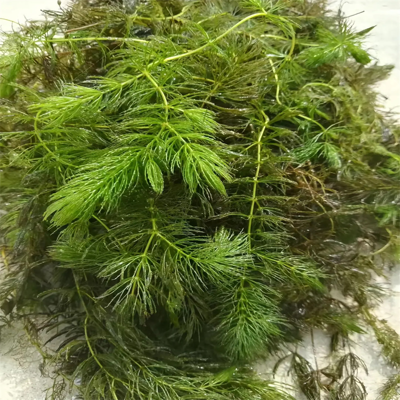 規(guī)格全的小茨藻實(shí)體廠家