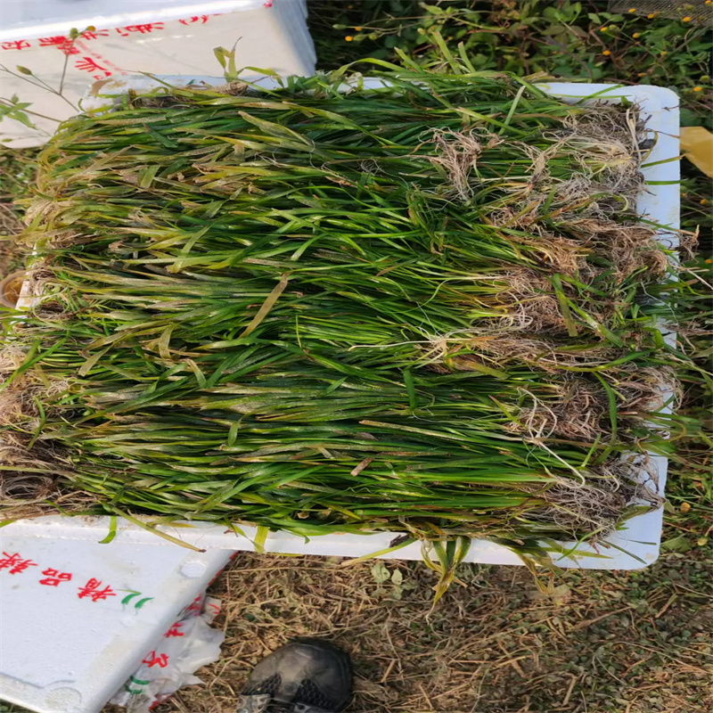 #竹葉眼子菜#-質量過硬