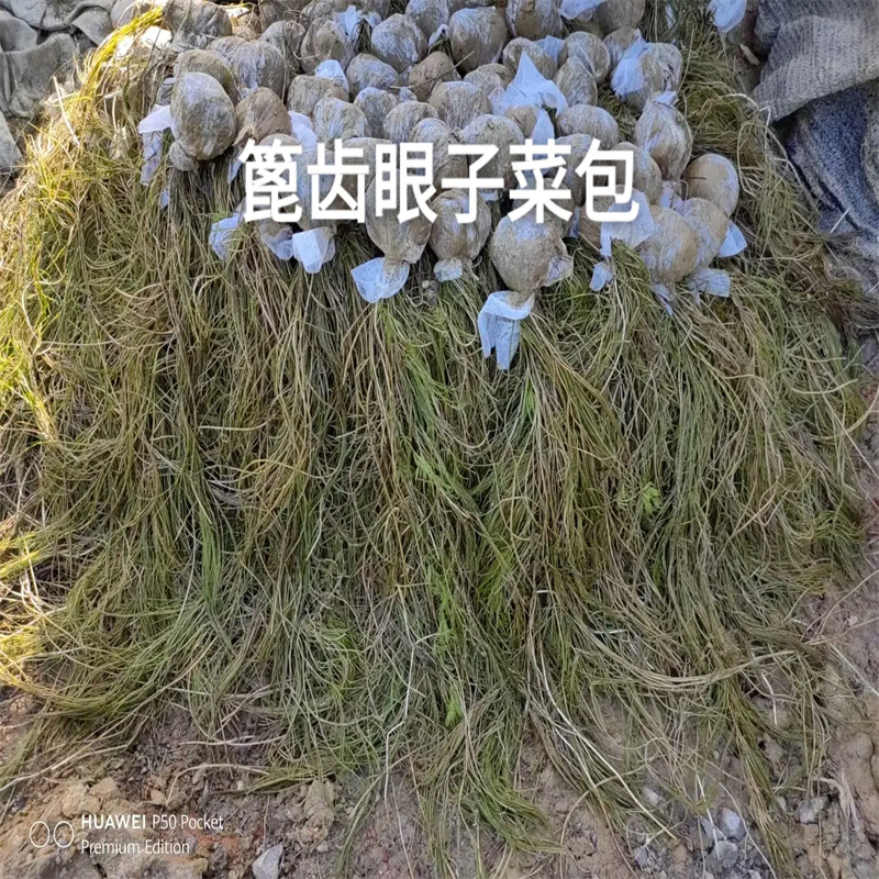 角果藻-看百家不如一問(wèn)