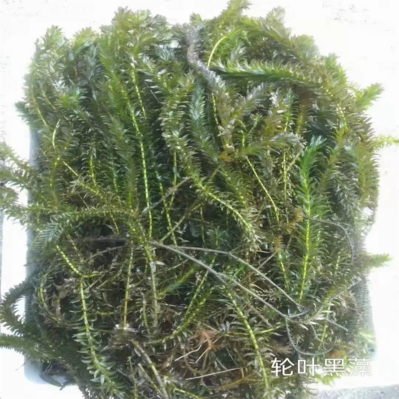 苦草品牌:荷景園林綠化工程有限公司