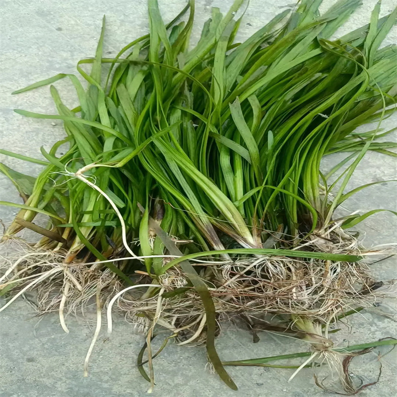 伊樂藻質(zhì)量過硬