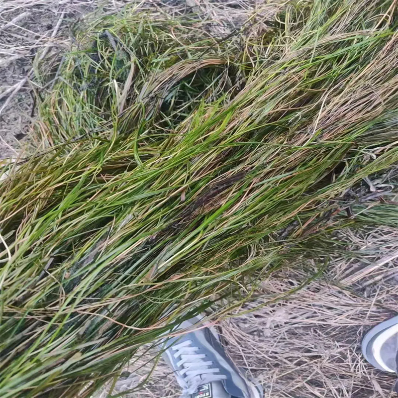 水面治理性價比高