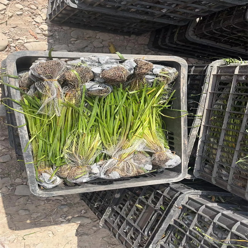 【篦齒眼子菜】_價(jià)格_廠家