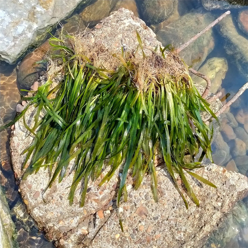 沉水植物廠家供應(yīng)批發(fā)