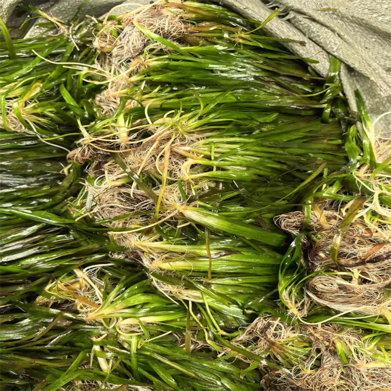 專業(yè)生產(chǎn)制造沉水植物的廠家