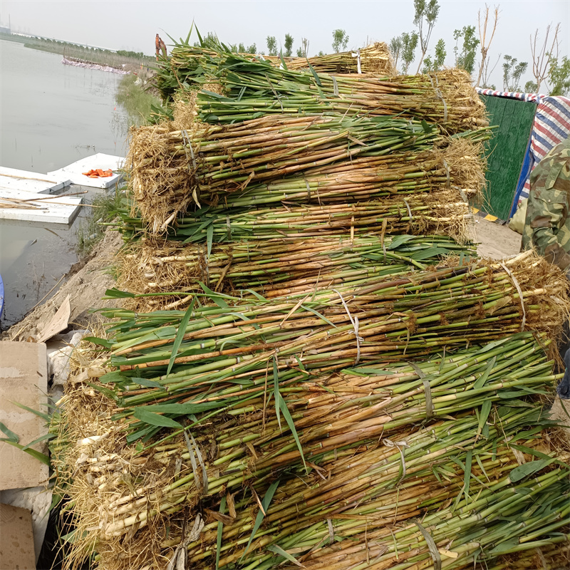 永州江永蘆葦種苗-歡迎您