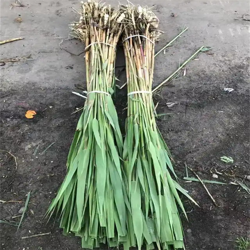 錫山蘆葦苗護(hù)坡固土蘆葦苗多種規(guī)格庫存充足