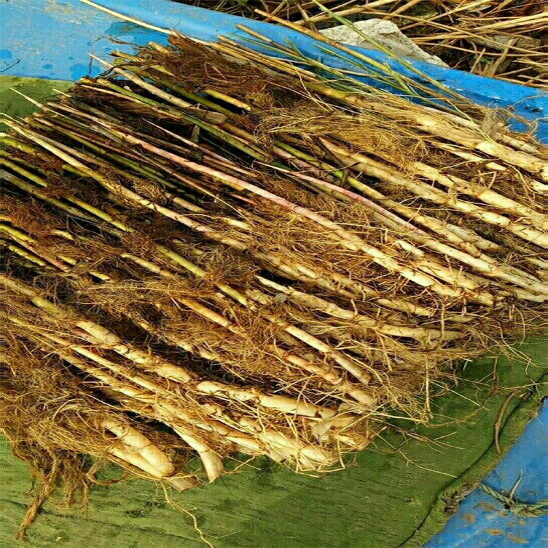 欽州蘆葦苗-蘆葦根莖現(xiàn)貨充足量大優(yōu)惠