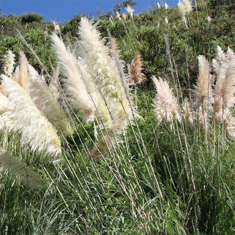 漢中洋縣蘆葦幼苗廠家優(yōu)惠促銷