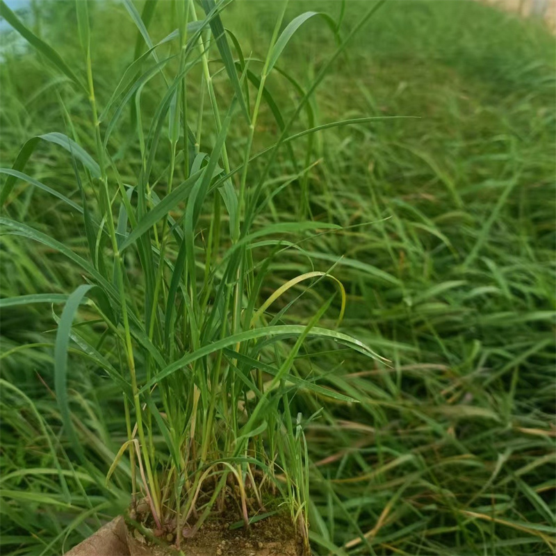 惠州惠東蘆葦種苗-蘆葦種苗質(zhì)量優(yōu)