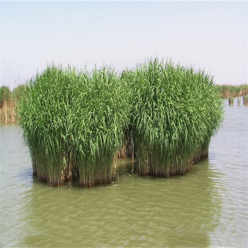 安源蘆葦苗-蘆葦小苗品質(zhì)保證