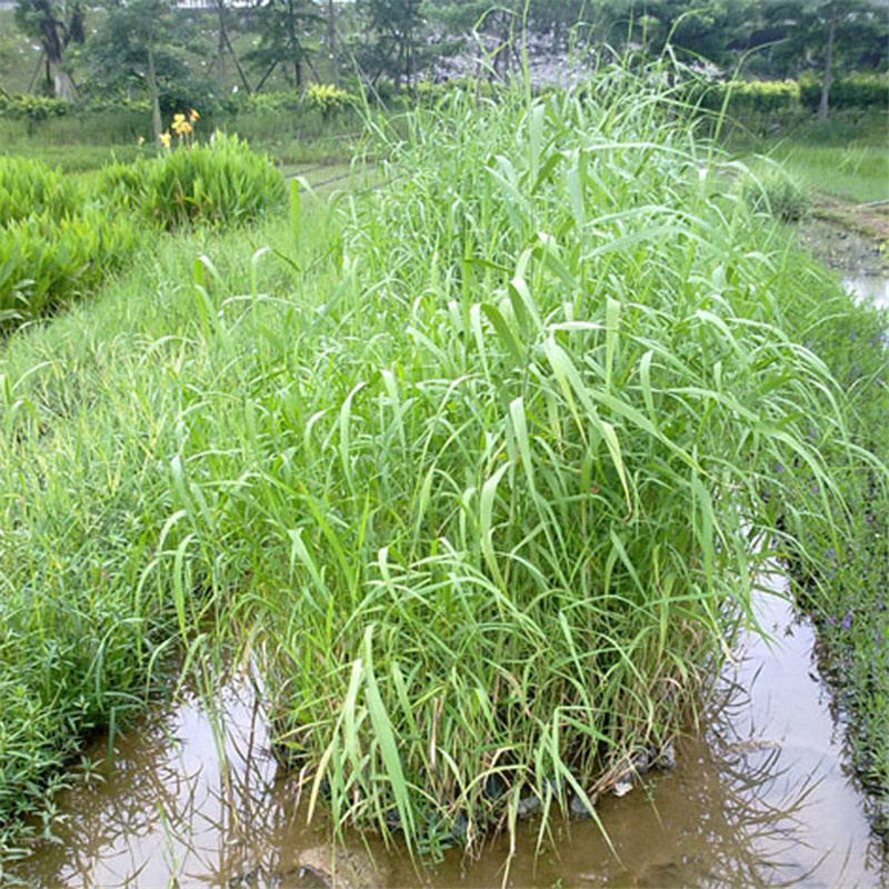 黔南甕安蘆葦小苗促銷等你來