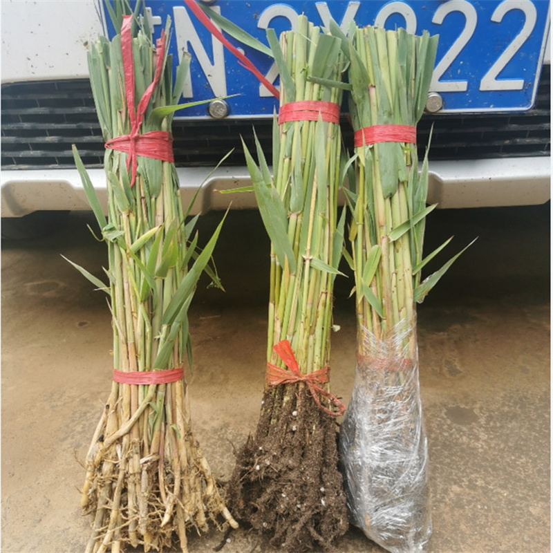 蘆葦苗種植有資質(zhì)