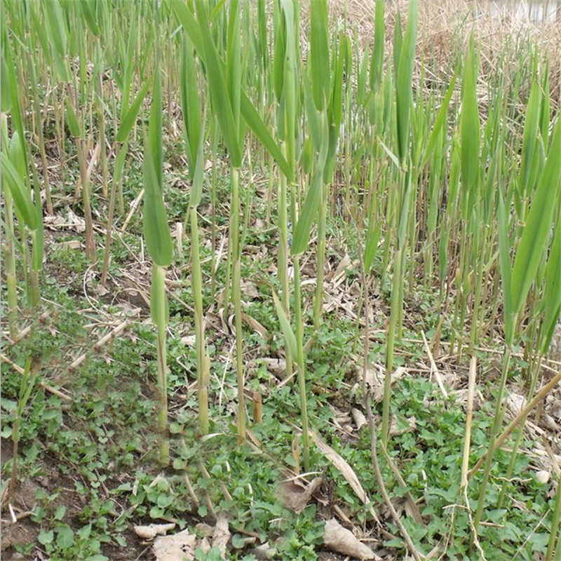 黔西南普安蘆葦幼苗貨到付款廠家